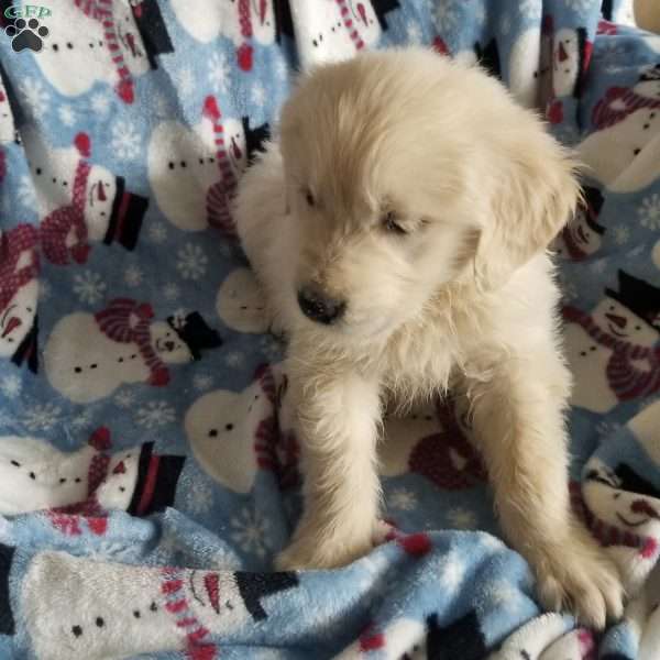 Roscoe, English Cream Golden Retriever Puppy